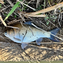 フナの釣果