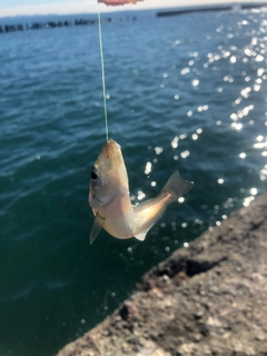 シロギスの釣果