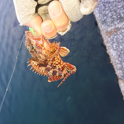 アラカブの釣果