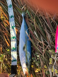 ツバスの釣果
