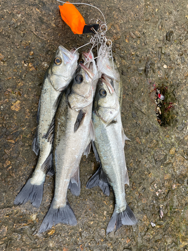 シーバスの釣果