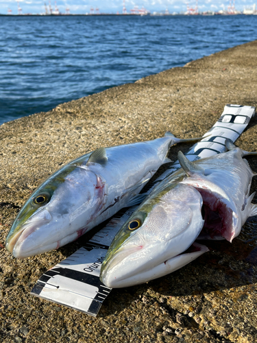 メジロの釣果