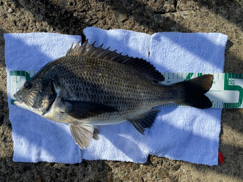 チヌの釣果