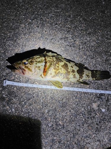 タケノコメバルの釣果