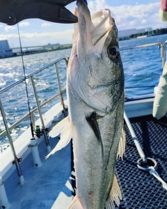 スズキの釣果