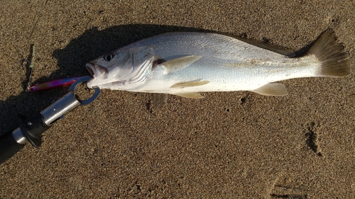 ニベの釣果