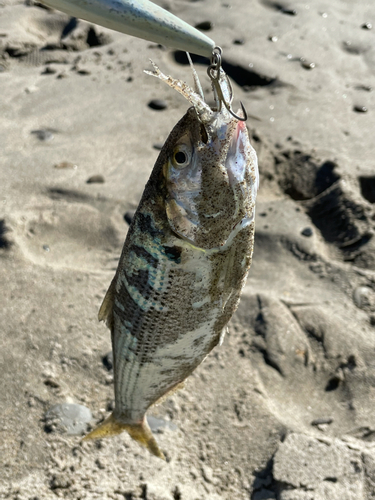 コノシロの釣果