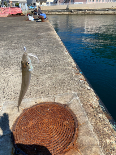 ガシラの釣果