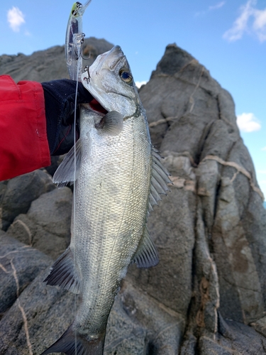 フッコ（ヒラスズキ）の釣果