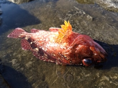 カサゴの釣果