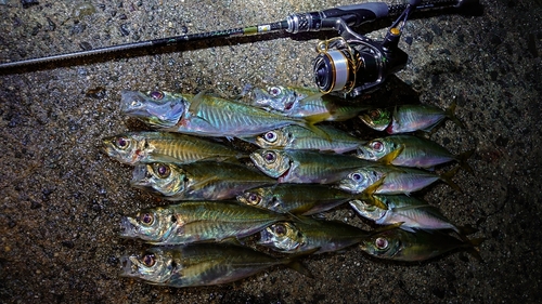 アジの釣果