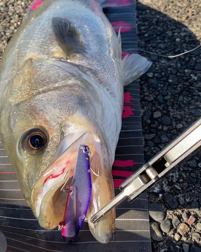 スズキの釣果