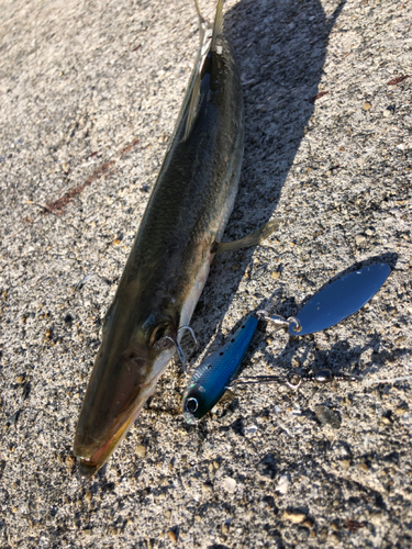 カマスの釣果