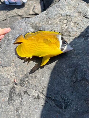 チョウチョウウオの釣果