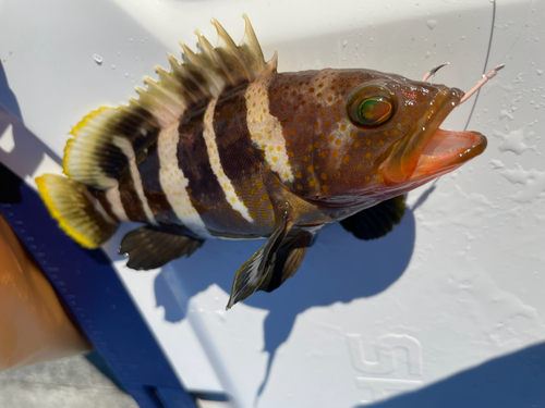 アオハタの釣果