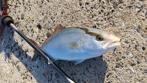 ショゴの釣果