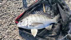 ママカリの釣果