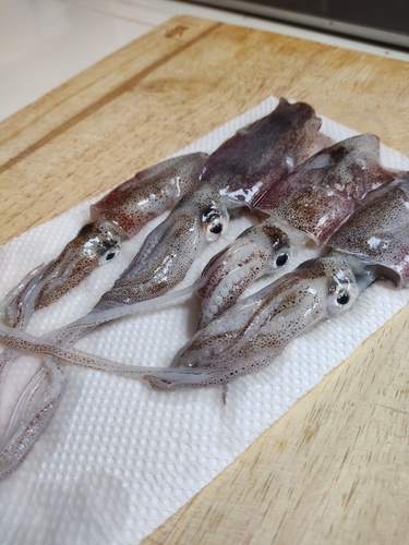 ヒイカの釣果