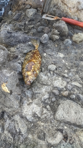 アイゴの釣果