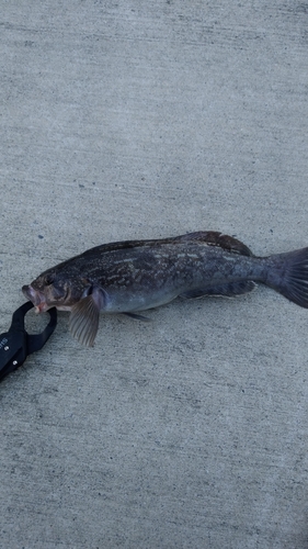 アイナメの釣果