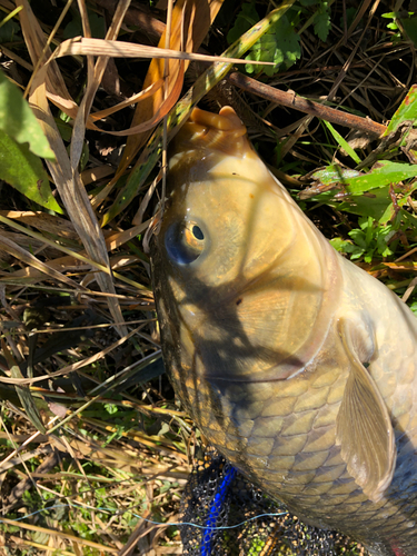 コイの釣果