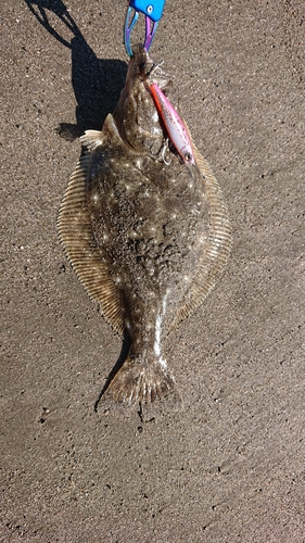 ヒラメの釣果