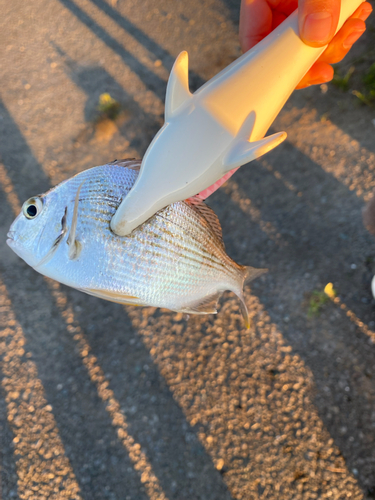 ヘダイの釣果