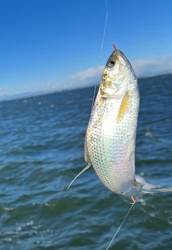 カタクチイワシの釣果