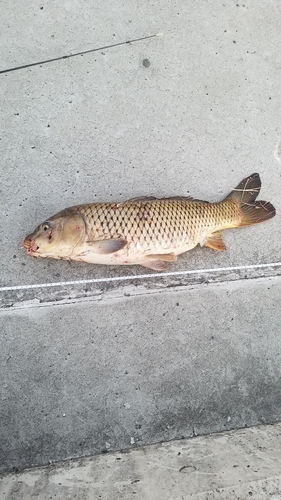 ニゴイの釣果