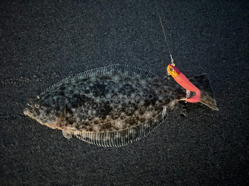 マゴチの釣果