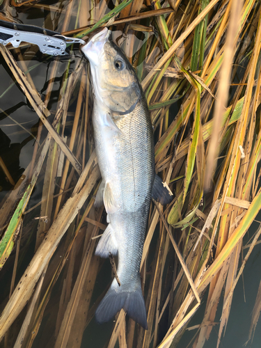 ウグイの釣果