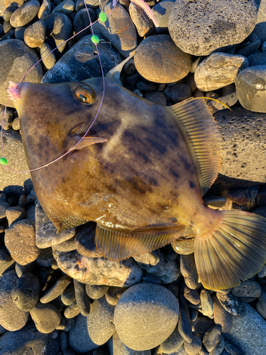 カワハギの釣果