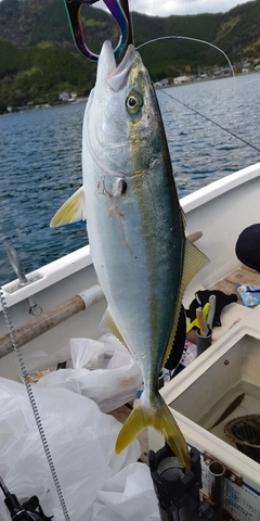 ハマチの釣果