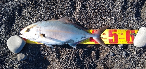 ショゴの釣果