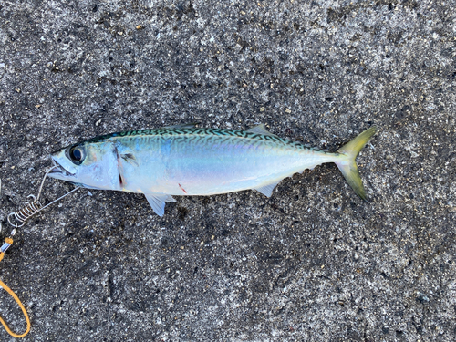 サバの釣果