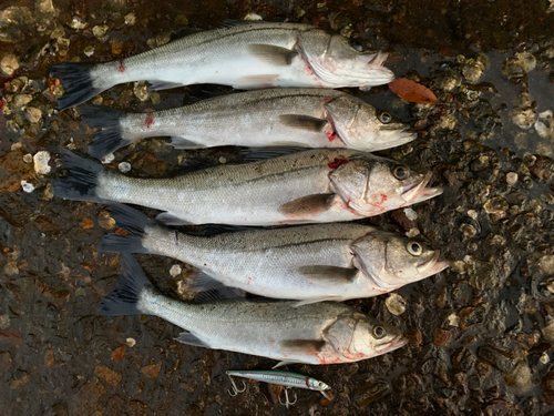 シーバスの釣果