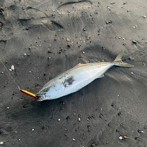 ワラサの釣果