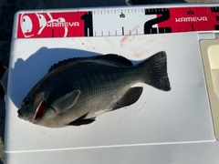 メジナの釣果