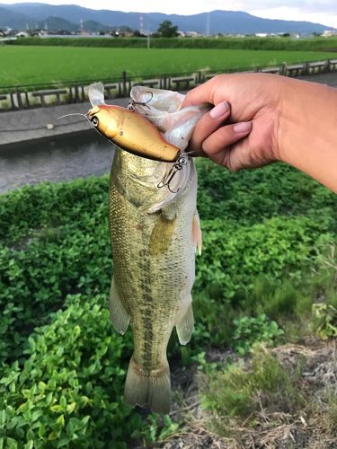 ブラックバスの釣果