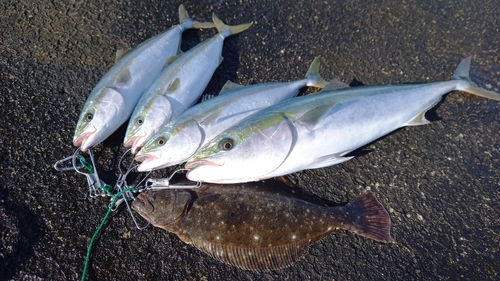 ブリの釣果