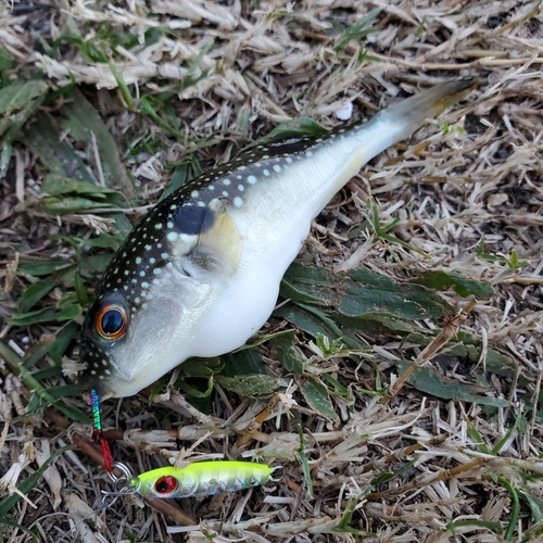 フグの釣果