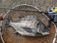 クロダイの釣果