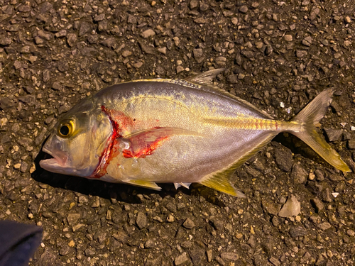 メッキの釣果