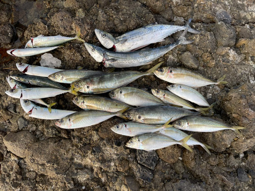 サゴシの釣果