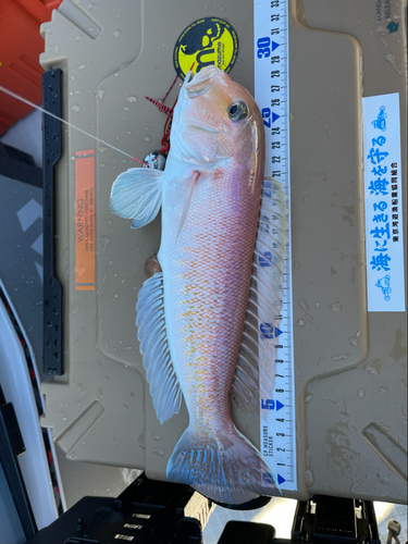 シロアマダイの釣果