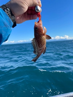 オオモンハタの釣果