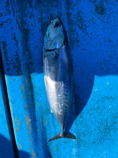 ソウダガツオの釣果