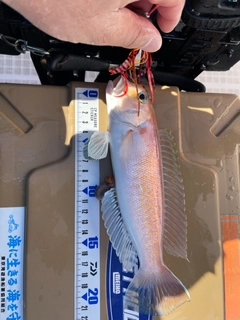 シロアマダイの釣果