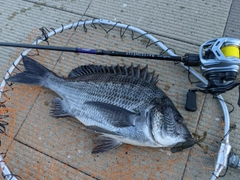 クロダイの釣果