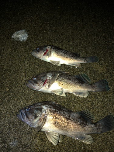 クロソイの釣果